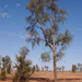 Acacia peuce - Photo (c) Mark Marathon, algunos derechos reservados (CC BY-SA)