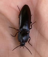 Melanactes
