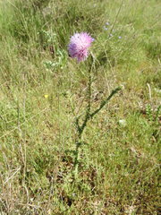 Carduus nigrescens