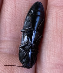 Melanactes