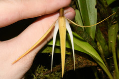 Maxillaria bradei
