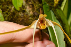 Maxillaria bradei