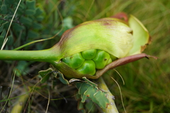Zantedeschia albomaculata