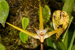 Maxillaria bradei