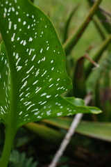 Zantedeschia albomaculata