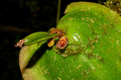 Pleurothallis fossulata