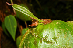 Pleurothallis fossulata