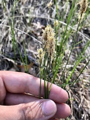 Carex siccata