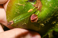 Pleurothallis fossulata