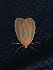 Hypoprepia miniata