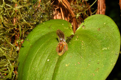Pleurothallis fossulata