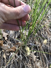 Carex siccata