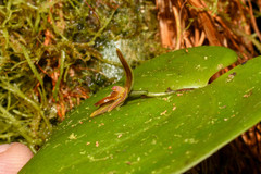 Pleurothallis fossulata