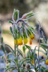 Onosma frutescens