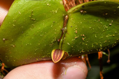 Pleurothallis fossulata