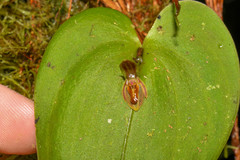Pleurothallis fossulata