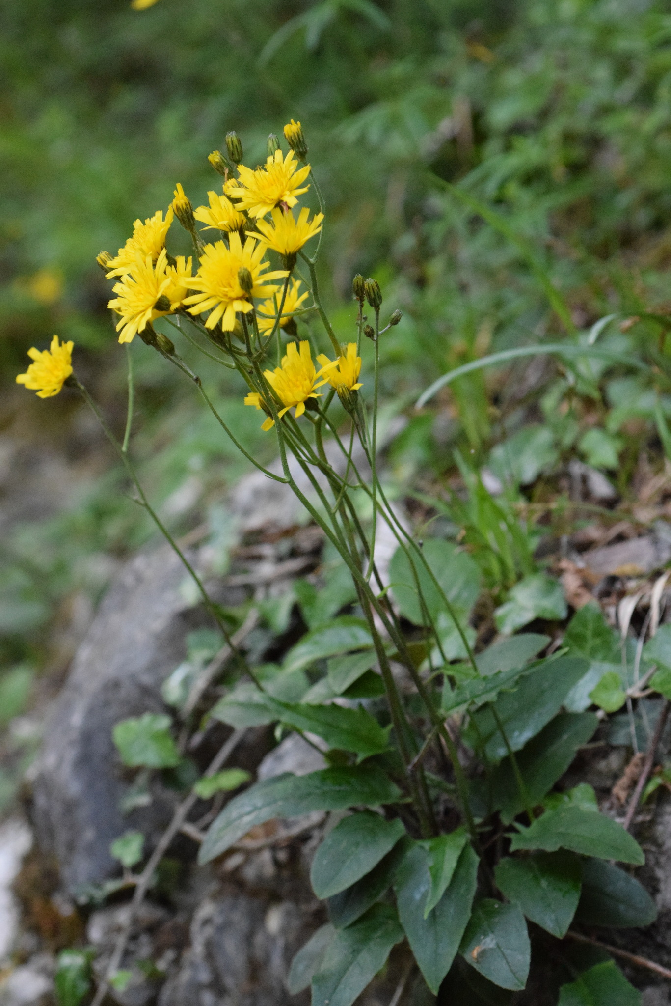 Hieracium murorum