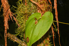 Pleurothallis fossulata