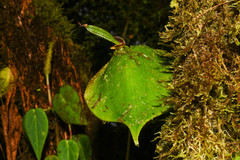 Pleurothallis fossulata
