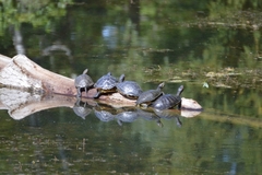 Trachemys scripta