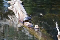 Trachemys scripta