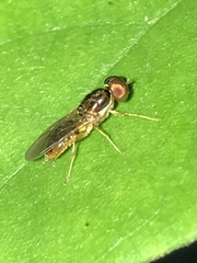 Cephalochrysa canadensis