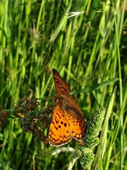 Melitaea aetherie