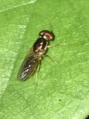 Cephalochrysa canadensis
