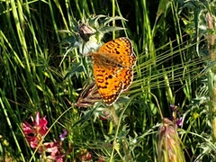 Melitaea aetherie