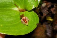Pleurothallis fossulata