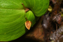Pleurothallis fossulata