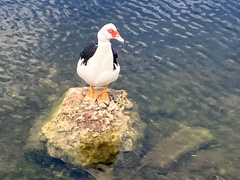 Cairina moschata domestica