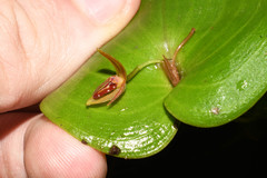 Pleurothallis fossulata