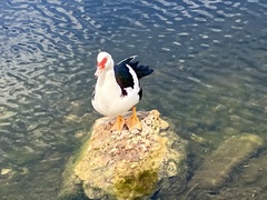 Cairina moschata domestica