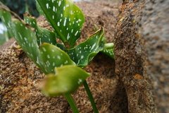 Zantedeschia albomaculata