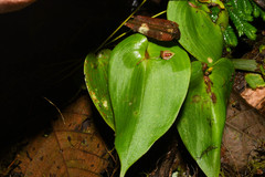 Pleurothallis fossulata
