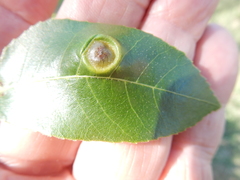 Phylloxera notabilis