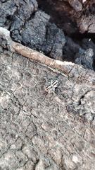 Trydarssus nobilitatus