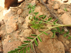 Astragalus