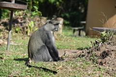 Cercopithecus mitis labiatus