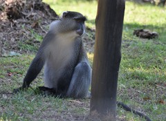 Cercopithecus mitis labiatus