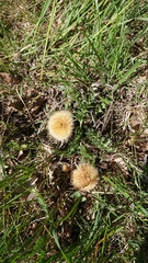 Carlina acaulis