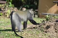Cercopithecus mitis labiatus