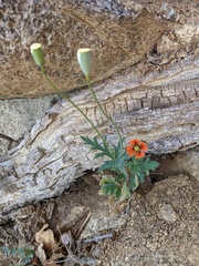 Papaver dubium stevenianum