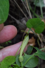 Aristolochia lutea