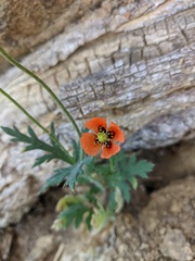 Papaver dubium stevenianum