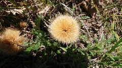 Carlina acaulis