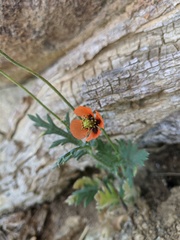 Papaver dubium stevenianum