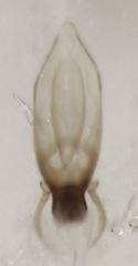 Leptacinus pusillus