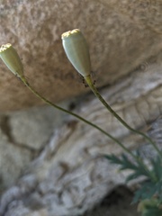 Papaver dubium stevenianum